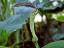 flower of Aristolochia rotunda