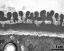 interapertural area of pollen wall