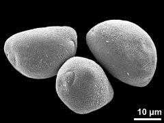 hydrated pollen grains