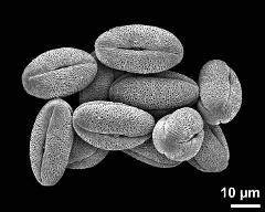 dry pollen grains