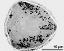 pollen grain in cross section