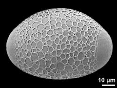 hydrated pollen grain