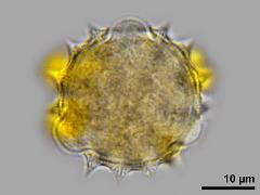 hydrated pollen,polar view