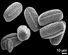 dry pollen grains