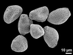 dry pollen grains