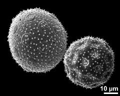 hydrated and dry pollen grains