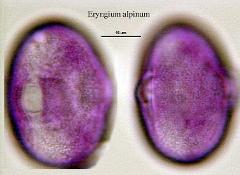 hydrated pollen