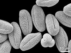 dry pollen grains