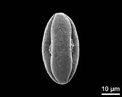 dry pollen grain in equatorial view