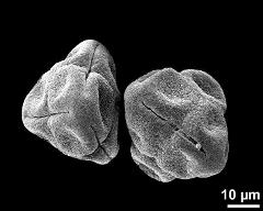 dry tetrads