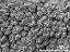 tetrads (forming pollinium)