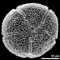 polar view of dry pollen grain