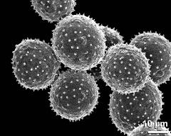 dry pollen grains