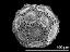 hydrated pollen grain