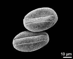 dry pollen grains