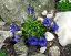 flowers of Gentiana acaulis