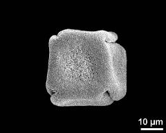 polar view (dry pollen grain)