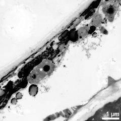 pollen wall and tapetum cells with Ubisch bodies (asterisk)