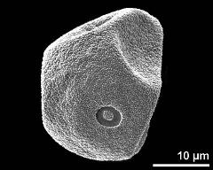 polar view (dry pollen grain)