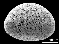 polar proximal view