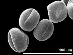 dry pollen grains