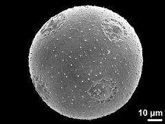 hydrated pollen grain