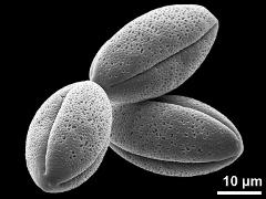 dry pollen grains