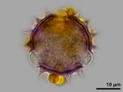 hydrated pollen,polar view