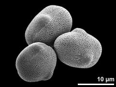 hydrated pollen grains