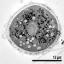 hydrated pollen grain