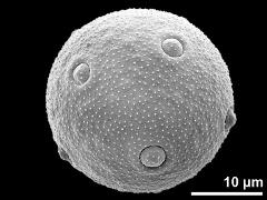 hydrated pollen grain