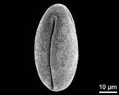 dry pollen grain in equatorial view