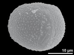 hydrated pollen,equatorial view