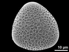 hydrated pollen grain