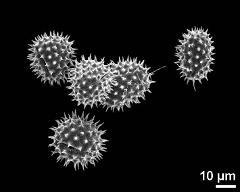 dry pollen grains