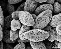 dry pollen grains