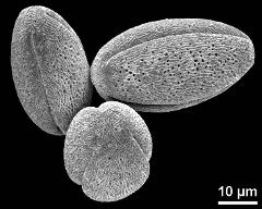 dry pollen grains