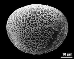 hydrated pollen grain