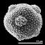 hydrated pollen grain