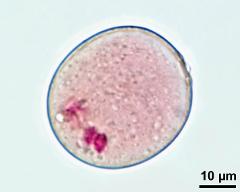 pollen grain with vegetative nucleus and two sperm cells