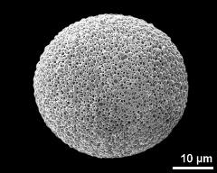 hydrated pollen grain