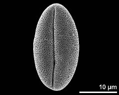 dry pollen grain