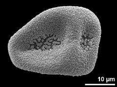 dry pollen