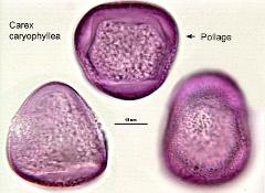 hydrated pollen