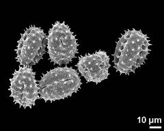 dry pollen grains