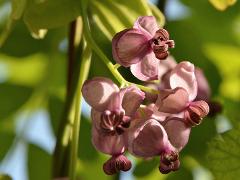 male flowers