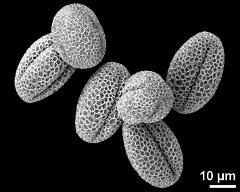 dry pollen grains