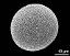 hydrated pollen grain