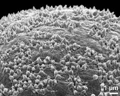 exine surface (more expanded and ruptured)