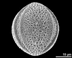 dry pollen grain in equatorial view